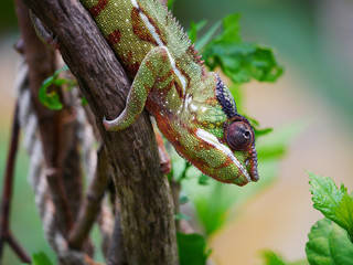 caméléon