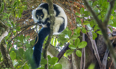 Critically endangered black-and-white ruffed lemur (Varecia variegata), Ranomafana (hot water in Malagasy) National Park, Madagascar © Luis