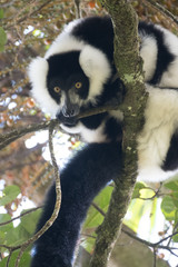 Critically endangered black-and-white ruffed lemur (Varecia variegata), Ranomafana (hot water in Malagasy) National Park, Madagascar