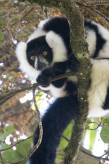 Critically endangered black-and-white ruffed lemur (Varecia variegata), Ranomafana (hot water in Malagasy) National Park, Madagascar