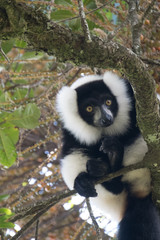 Critically endangered black-and-white ruffed lemur (Varecia variegata), Ranomafana (hot water in Malagasy) National Park, Madagascar