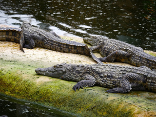 Crocodile