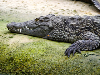 Crocodile