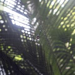 Spider on spider web in forest of thailand