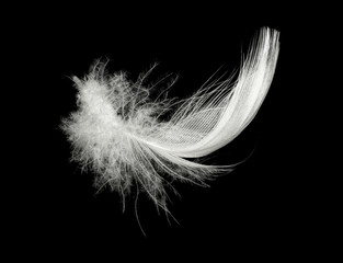 white feather isolated on black background