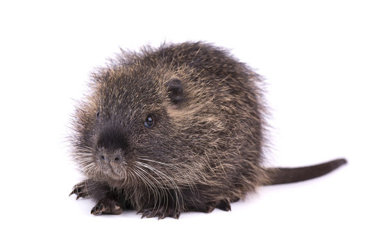 Baby nutria isolated on white background. One brown coypu (Myocastor coypus) isolated. © vandycandy