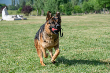 Adult German Shepherd Running Through the Grass
