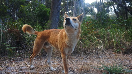 Wild Dingo/Fraser Island/Australia