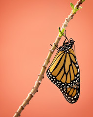Fototapeta premium Newly emerged female Monarch butterfly (danaus plexippus) hanging on milkweed branch in Texas. Beautiful detail on wings and proboscis. Copy space.