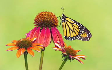 Newly emerged Monarch butterfly (Danaus plexippus) on red coneflowers in Texas. Natural green background.