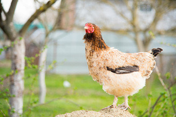 Chicken on farm