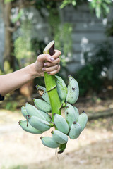 green banana on farm., Hand holding show green bananas for sell.