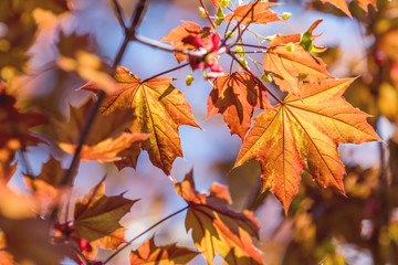 Beautiful Spring background art Young Maple Leaves