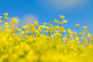 Yellow Ranunculus acris on the Spring Sunny Lawn