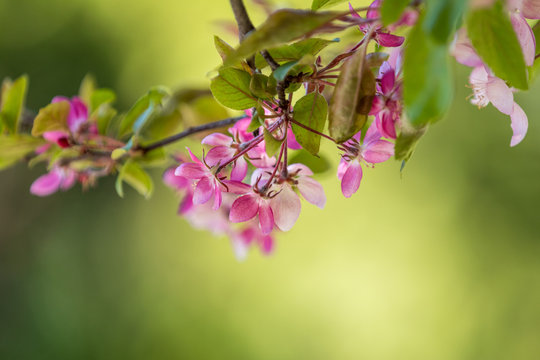 Beautiful Nature Scene with Blooming Tree and Sun Flare