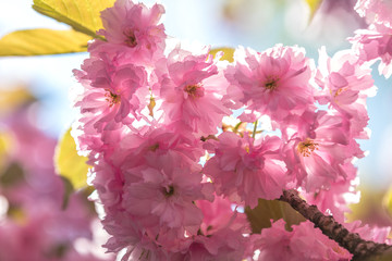Close up of Pink Blossom Cherry Tree Branch, Sakura, during Spring Season