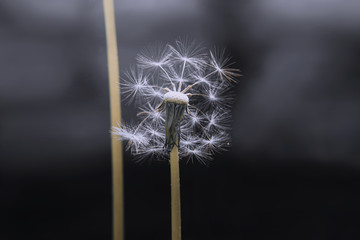 beautiful white dandelion macro photography
