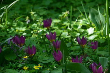 flowers flora tulips hyacinths Bud petal bright red yellow orange lilac green crimson pink white blue garden vegetabl garden flower bed color plantation stamen pistil bloom