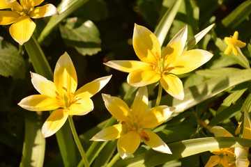 Obraz premium flowers flora tulips hyacinths Bud petal bright red yellow orange lilac green crimson pink white blue garden vegetabl garden flower bed color plantation stamen pistil bloom