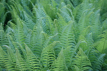 Farnwald wie im Karbon