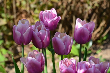 flowers flora tulips hyacinths Bud petal bright red yellow orange lilac green crimson pink white blue garden vegetabl garden flower bed color plantation stamen pistil bloom