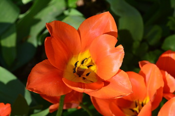 flowers flora tulips hyacinths Bud petal bright red yellow orange lilac green crimson pink white blue garden vegetabl garden flower bed color plantation stamen pistil bloom