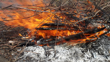 Dry branches and trees burn.