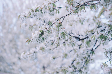 Flowers of the cherry blossoms on a spring day.