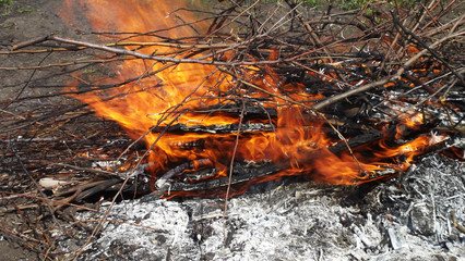 Dry branches and trees burn.
