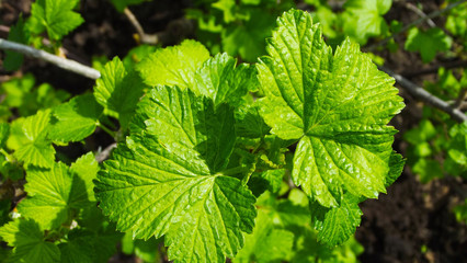 Beautiful green leaves of black currant in the garden.