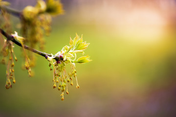 Tree branch with young shoots on the background of greenery, toned