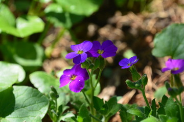flowers flora tulips hyacinths Bud petal bright red yellow orange lilac green crimson pink white blue garden vegetabl garden flower bed color plantation stamen pistil bloom