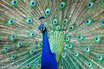 Photo sur Plexiglas Paon Portrait de beau paon avec des plumes