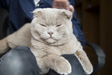 Owner with cute cat at home, closeup. Scottish fold cat.