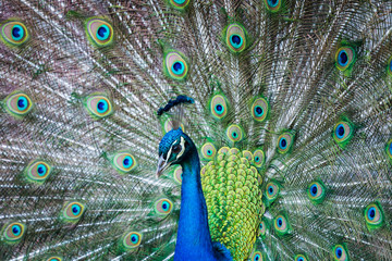 Obraz premium Portrait of beautiful peacock with feathers out