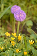 flowers flora tulips hyacinths Bud petal bright red yellow orange lilac green crimson pink white blue garden vegetable garden flower bed color plantation stamen pistil bloom