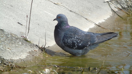 Pigeon