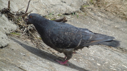 Pigeon