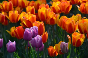 flowers flora tulips hyacinths Bud petal bright red yellow orange lilac green crimson pink white blue garden vegetable garden flower bed color plantation stamen pistil bloom