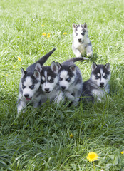 siberian husky puppy