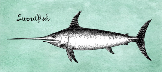 Ink sketch of swordfish.