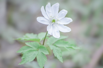First white spring flower