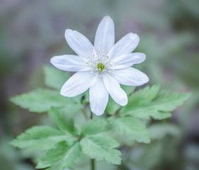 Fototapeta na wymiar First white spring flower