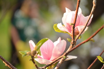 Fototapeta premium flowers flora tulips hyacinths Bud petal bright red yellow orange lilac green crimson pink white blue garden vegetable garden flower bed color plantation stamen pistil bloom