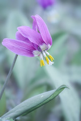 Purple spring flower vertical background