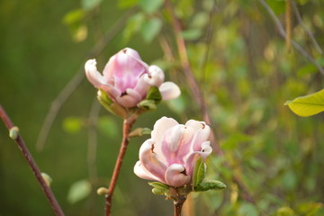 flowers flora tulips hyacinths Bud petal bright red yellow orange lilac green crimson pink white blue garden vegetable garden flower bed color plantation stamen pistil bloom
