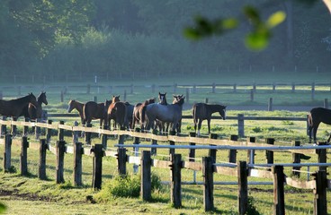 Pferde früh morgens auf der Koppel