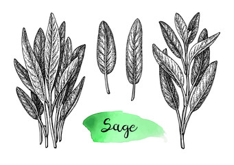 Sage ink sketch.