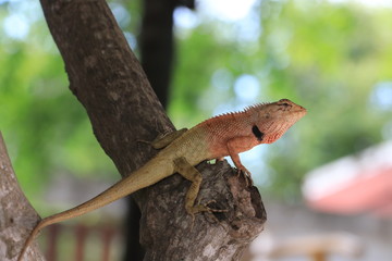 Close up the brown chameleon on the tree
