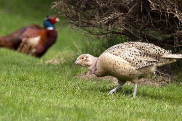 hen pheasant with cock in background
